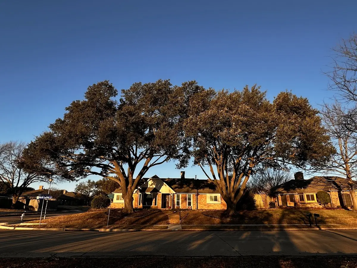 Established residential canopy tree shading a home in Avonmore